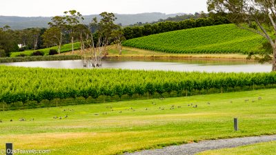 Winery, Adelaide Hills, Shaw and Smith,