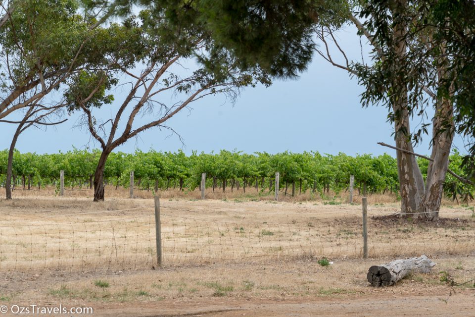 Chapel Hill Wine, McLaren Vale South Australia