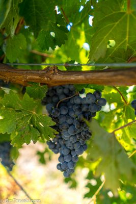 Yarra Yerring Winery, Yarra Valley Victoria,  Oz's Wine Reviews,  Oz's Winery Reviews,